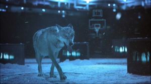 Timberwolves Background 4